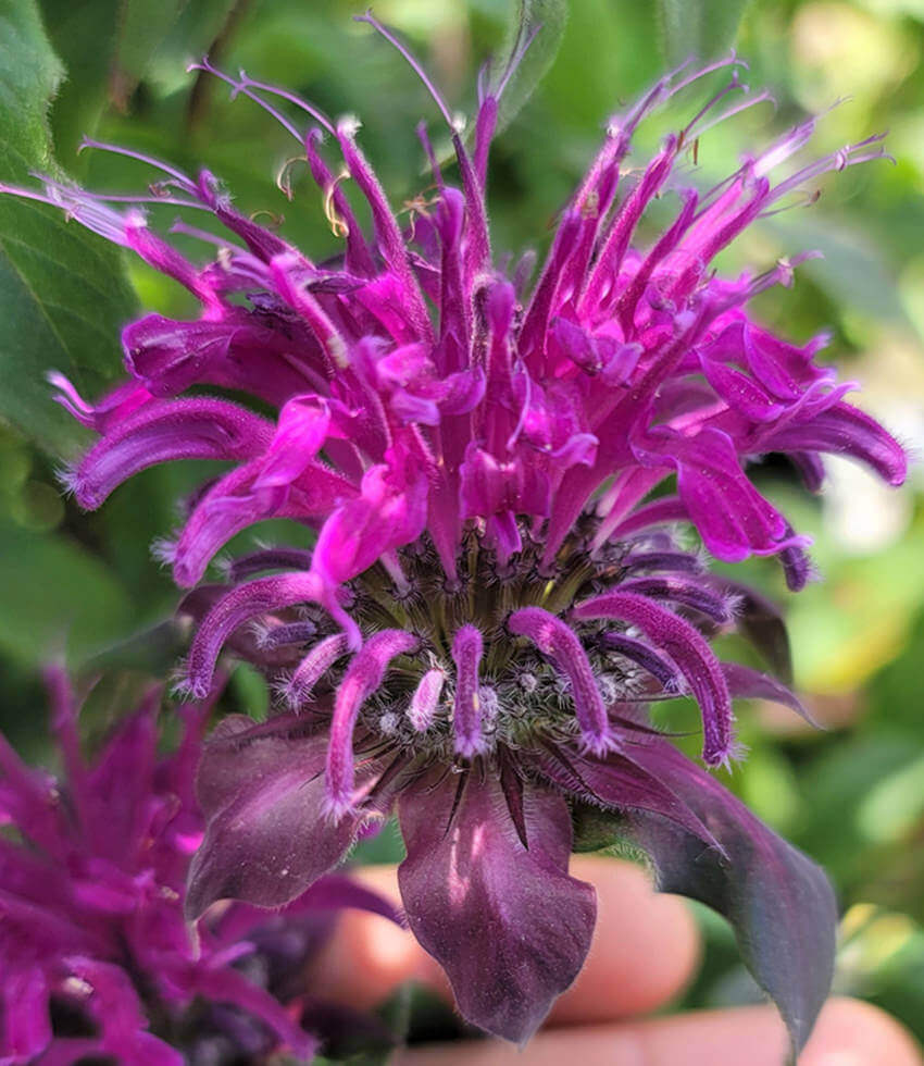 Monarda, West Acre Purple, Bee Balm, Bergamot, Horsemint