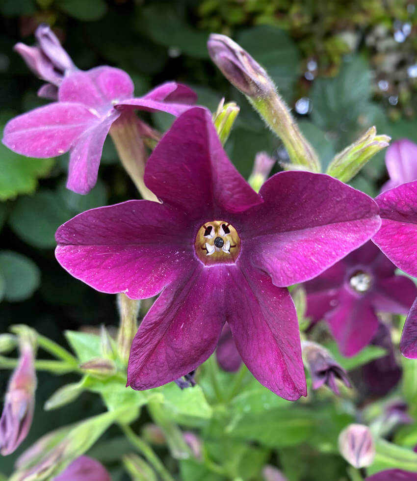 Nicotiana alata, Deep Purple, Sweet Tobacco, Winged Tobacco, Flowering Tobacco