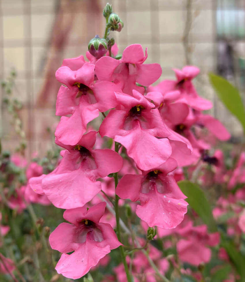Diascia integerrima, Coral Canyon, Twinspur