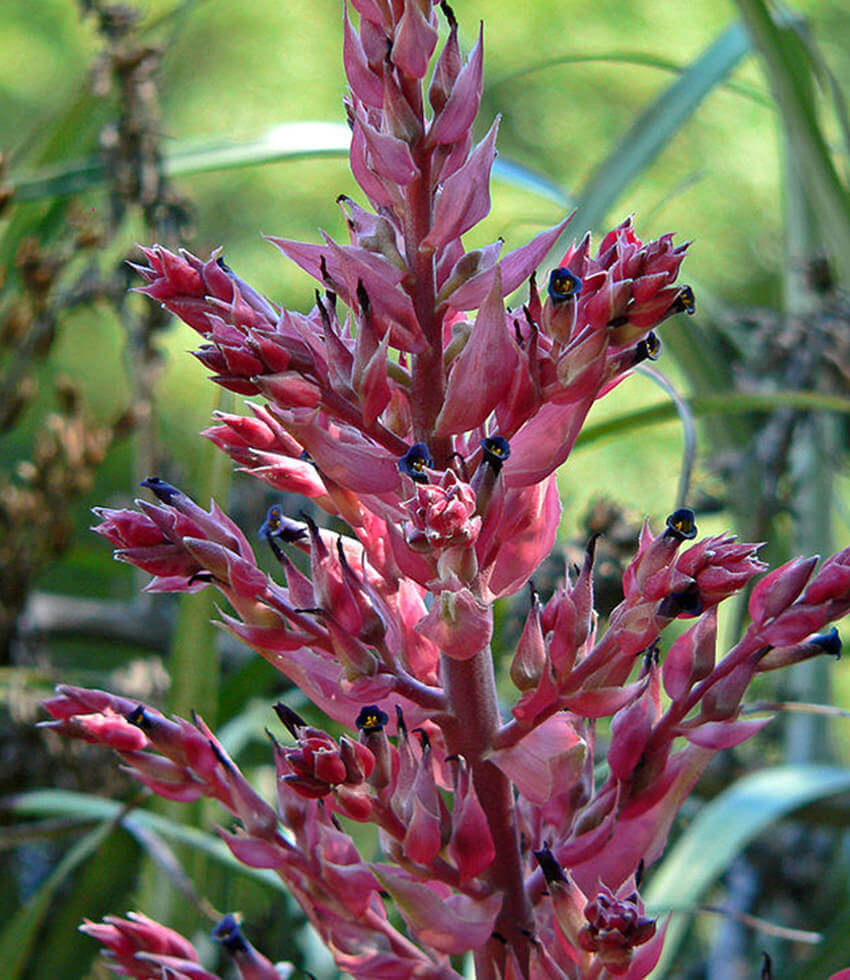 Puya dyckioides