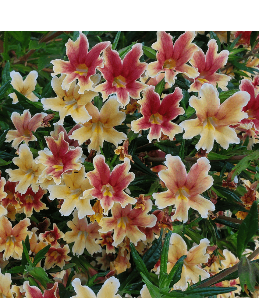 Mimulus, Changeling, Bush Monkey Flower, Diplacus