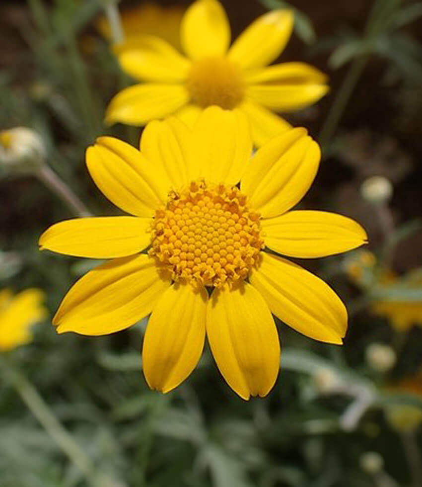 Eriophyllum lanatum, Siskiyou, Oregon Sunshine
