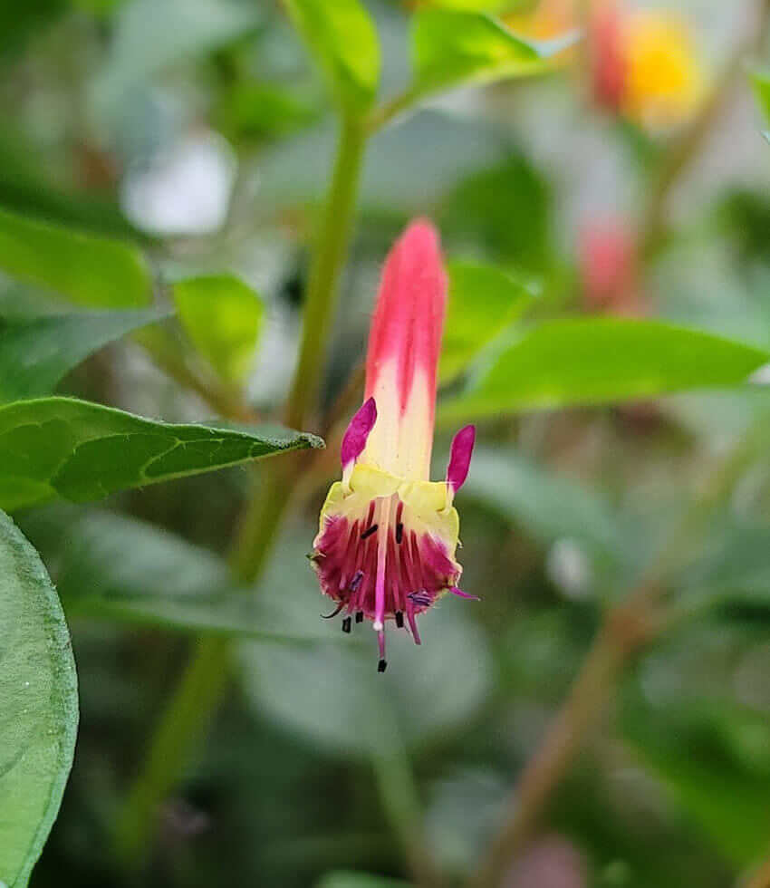 Cuphea, Hummingbird's Lunch, Firecracker Plant