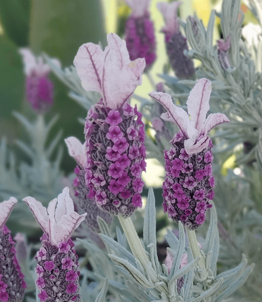 Lavandula, Ghostly Princess, Lavender