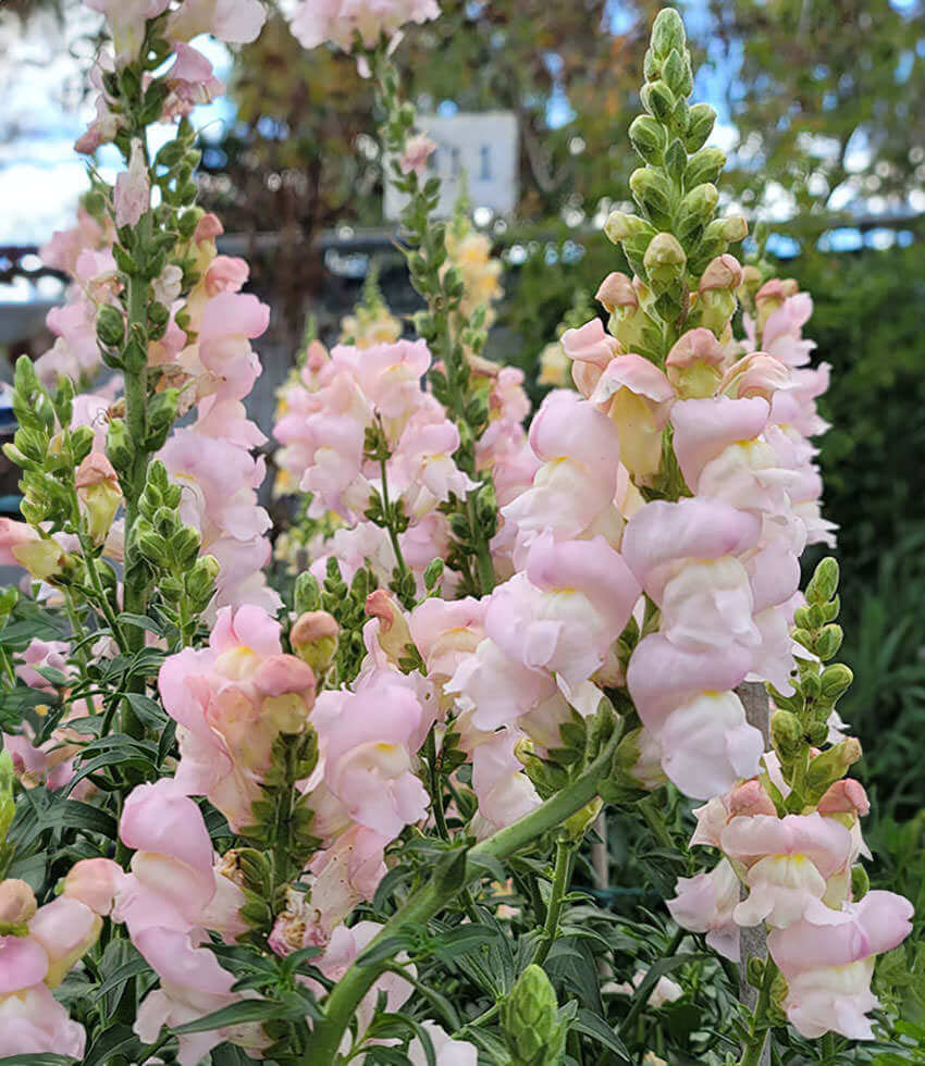 Antirrhinum majus, Costa Silver, Snapdragon