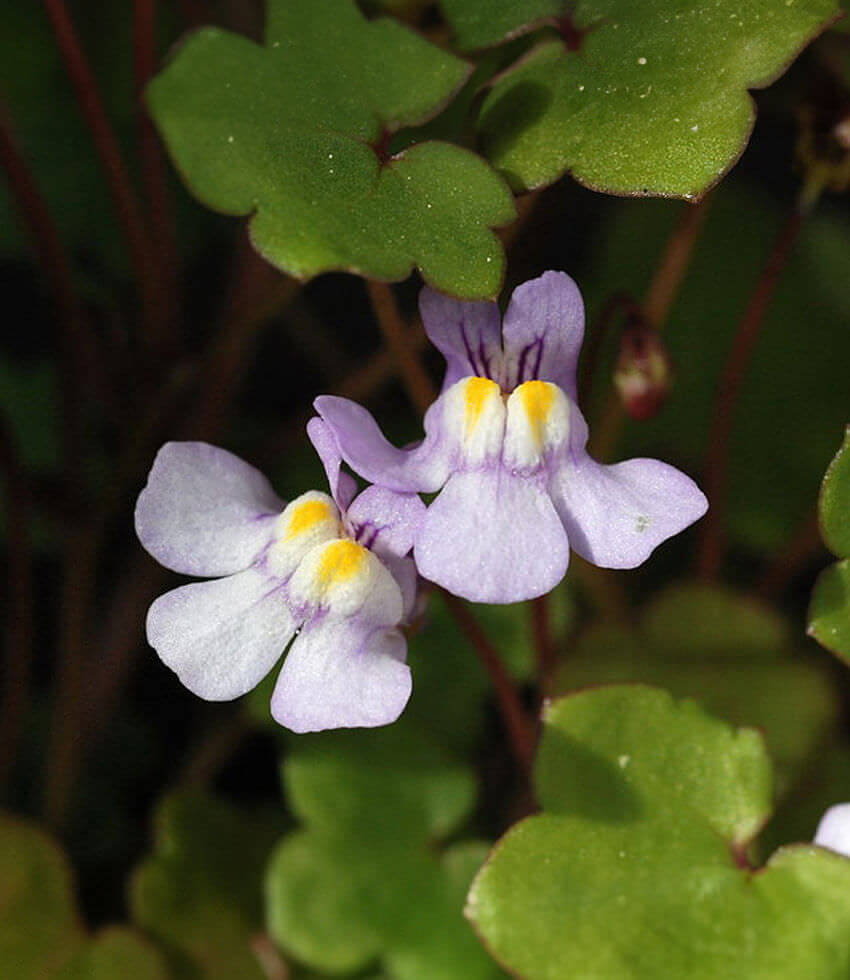 Cymbalaria muralis, Kenilworth Ivy, Ivy-Leaved Toadflax