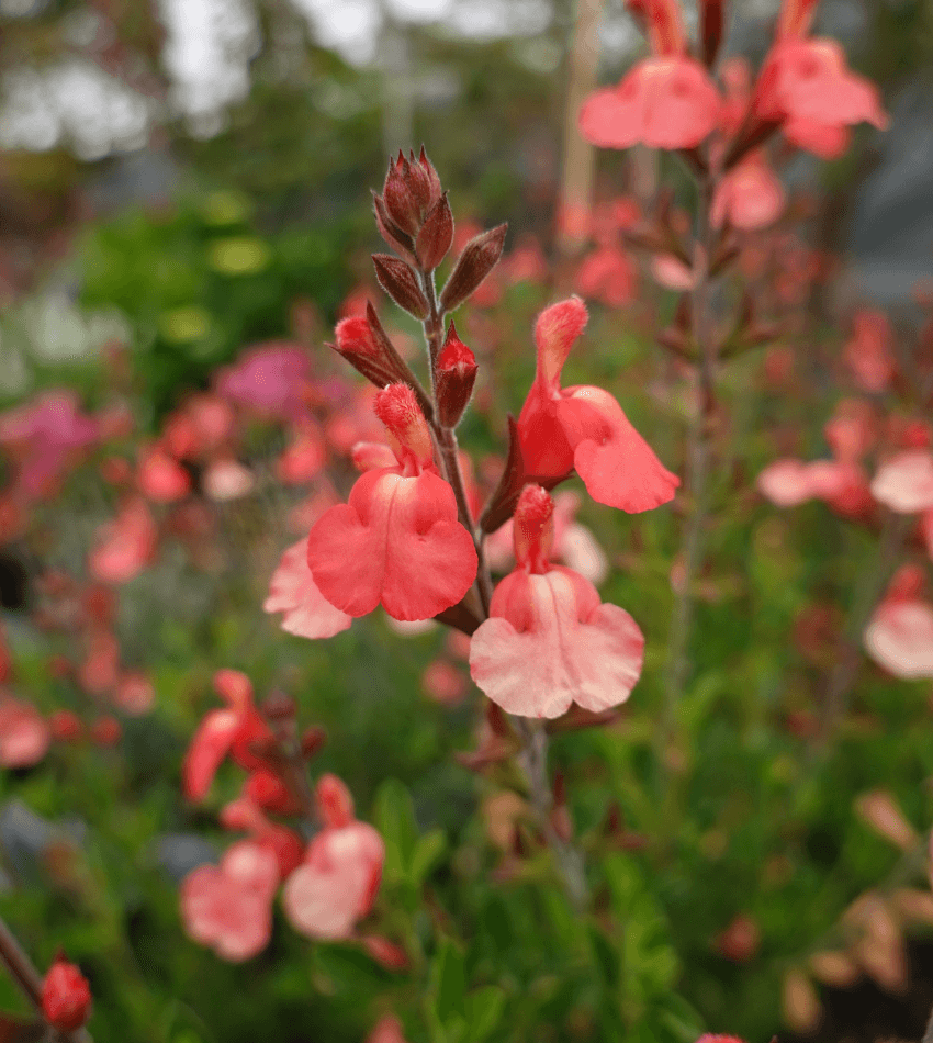 Salvia gregii, Tangerine, Sage