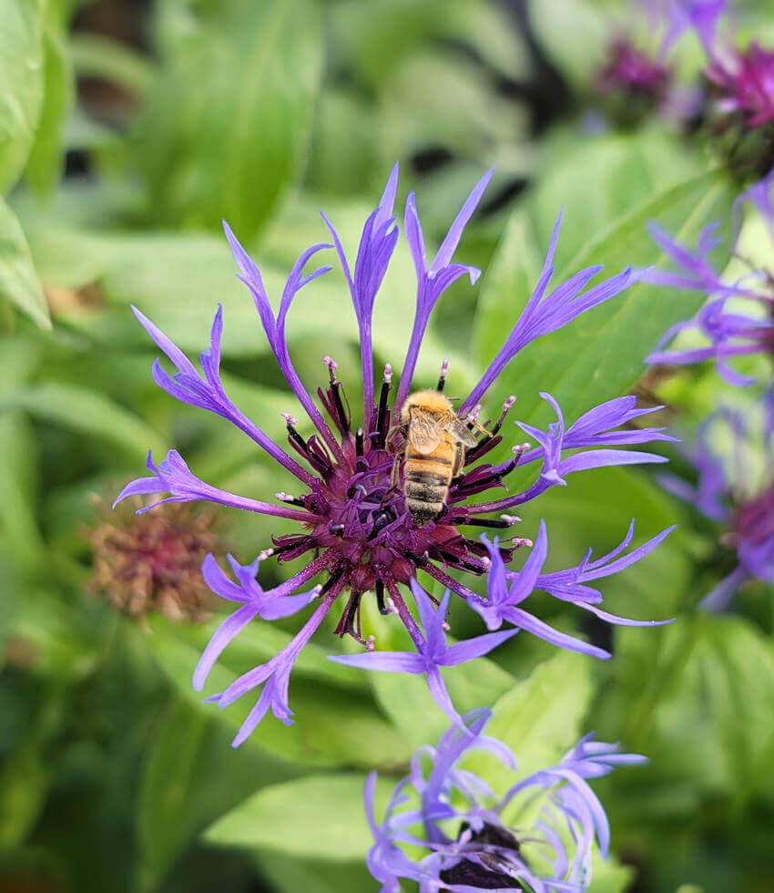 Centaurea montana, Mountain Bluet, Perennial Cornflower, Montane Knapweed