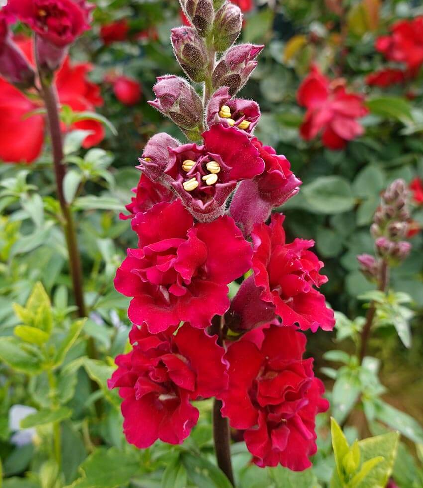 Antirrhinum majus, Double Azalea Red, Snapdragon