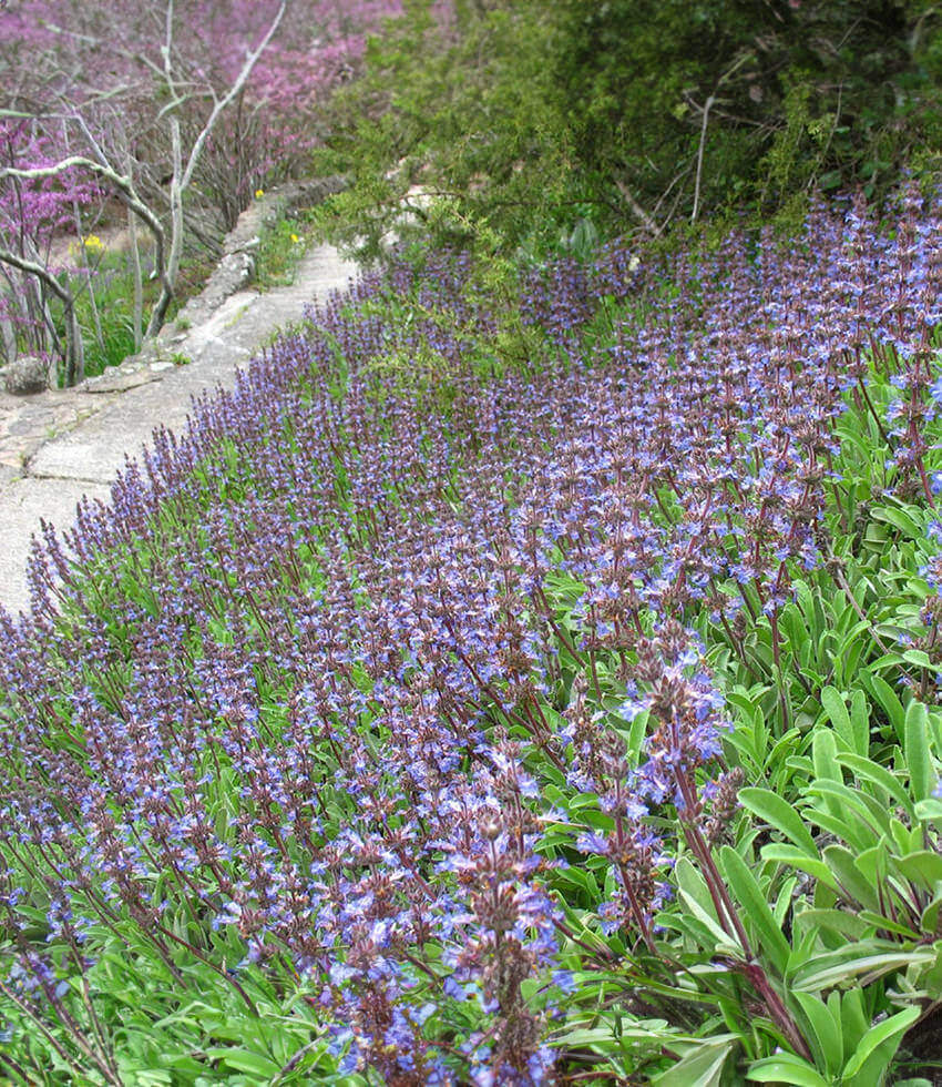 Salvia sonomensis x mellifera, Mrs. Beard