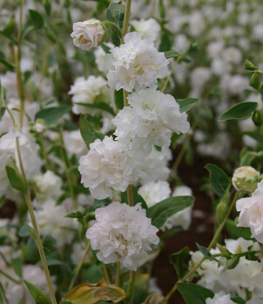 Clarkia unguiculata, Mountain Garland White, Mountain Garland, Elegant Clarkia