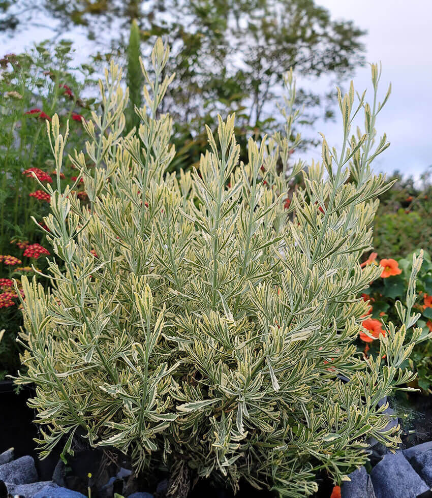 Lavandula x allardii, Meerlo, Lavender