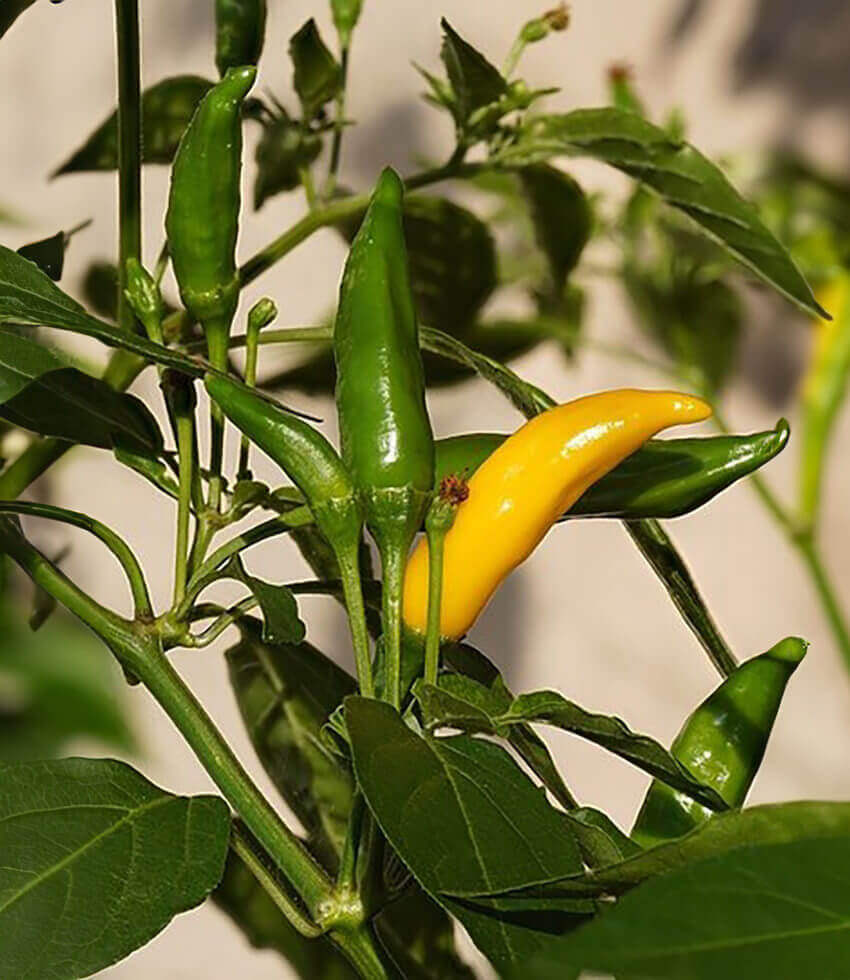Pepper, Lemon Drop