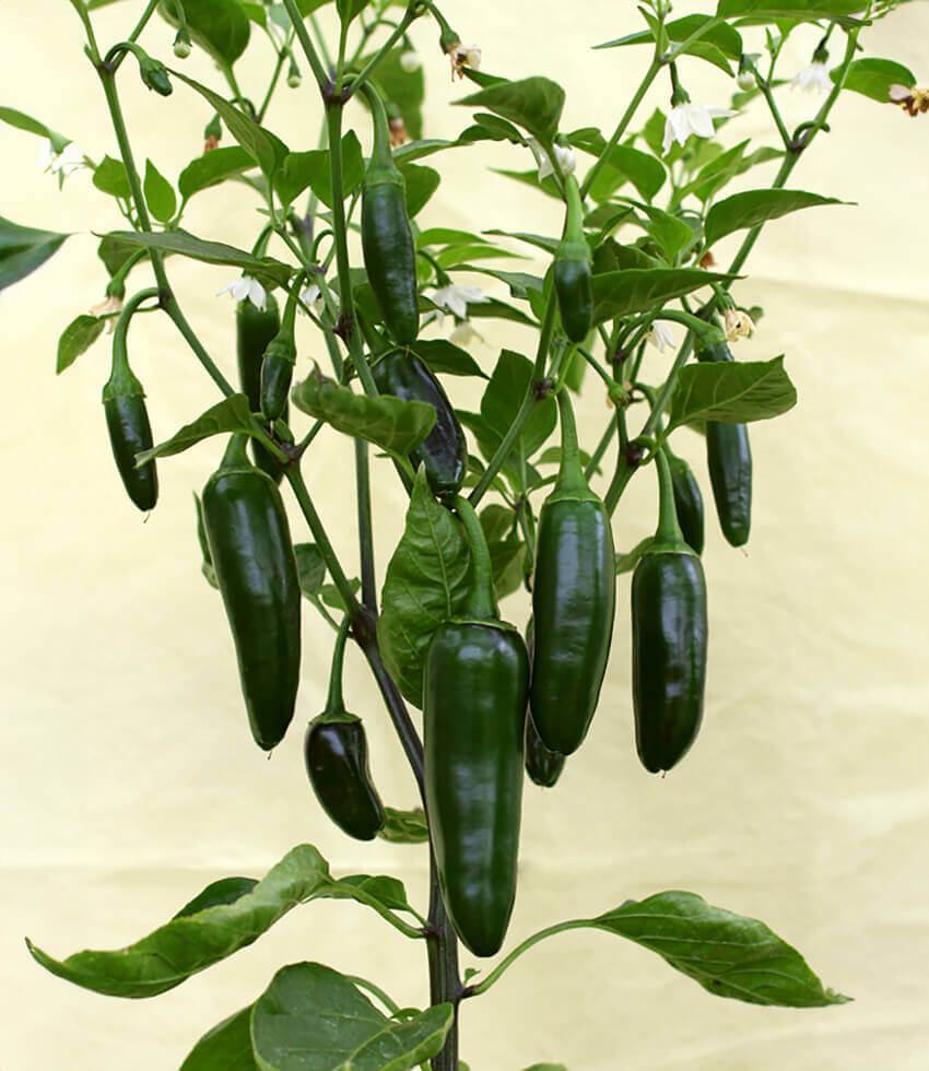 Pepper, Early Jalapeno