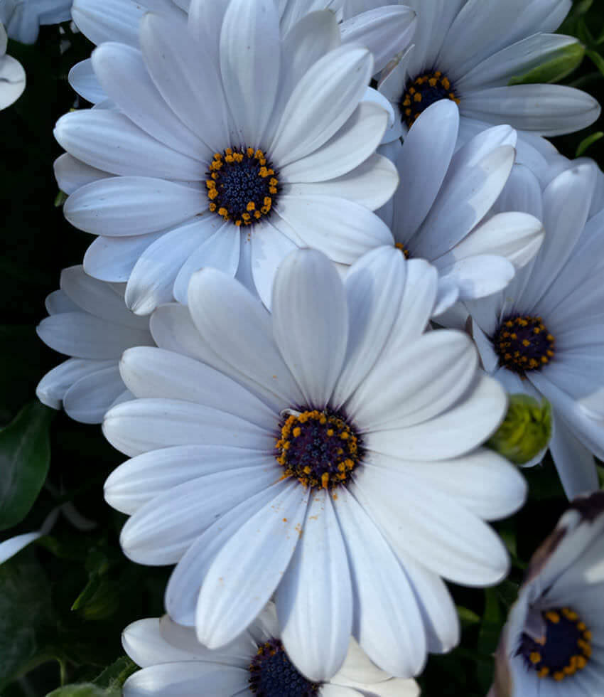 Osteospermum, Compact White, South African Daisy, Cape Daisy, Bue-Eyed Daisy
