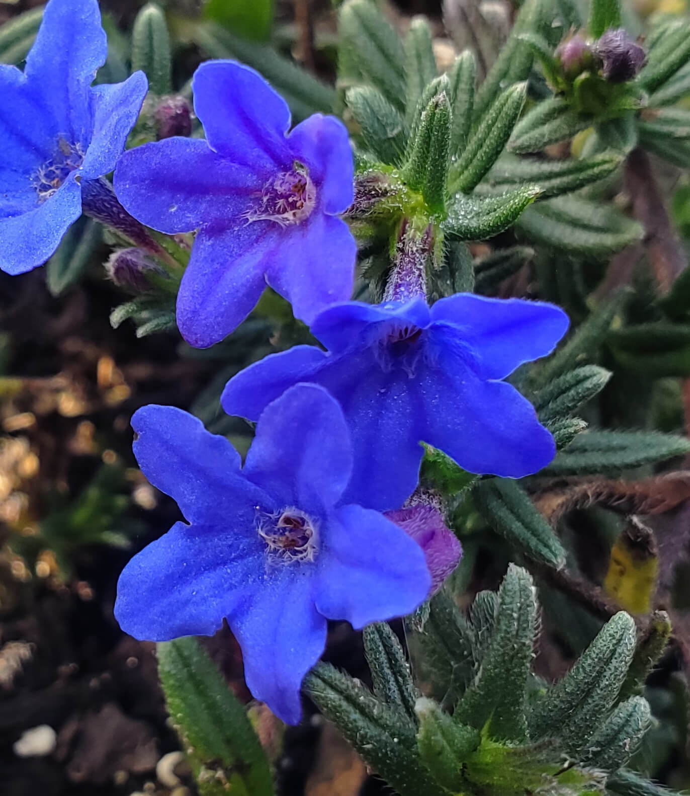 Lithodora diffusa, Grace Ward
