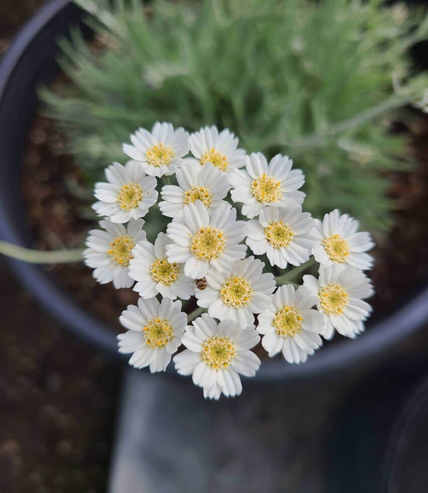 Achillea x kellereri