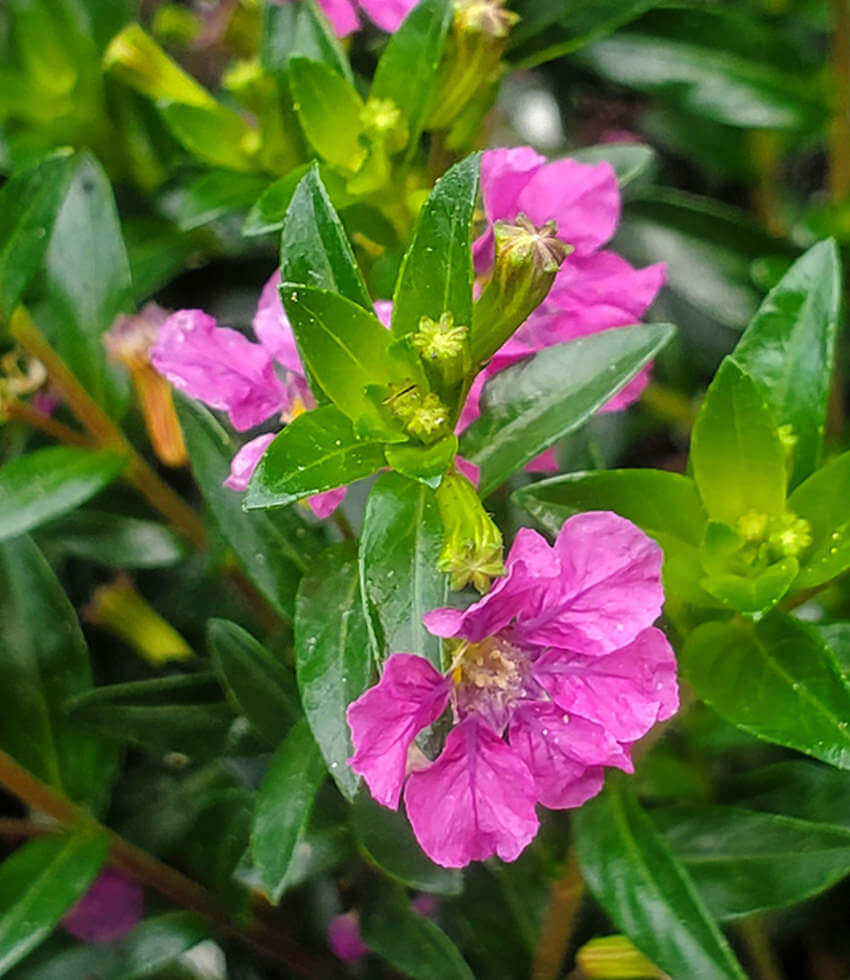 Cuphea, Diana, Mexican Heather