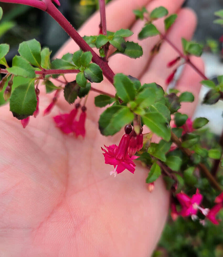 Fuchsia thymifolia
