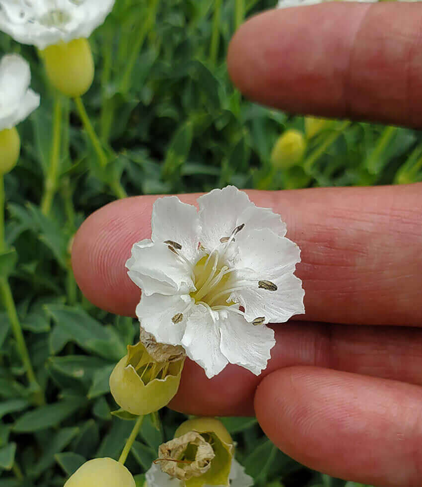 Silene maritima, Ice Cups