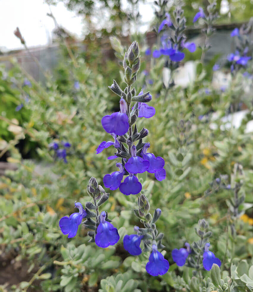 Salvia chamaedryoides, Sage