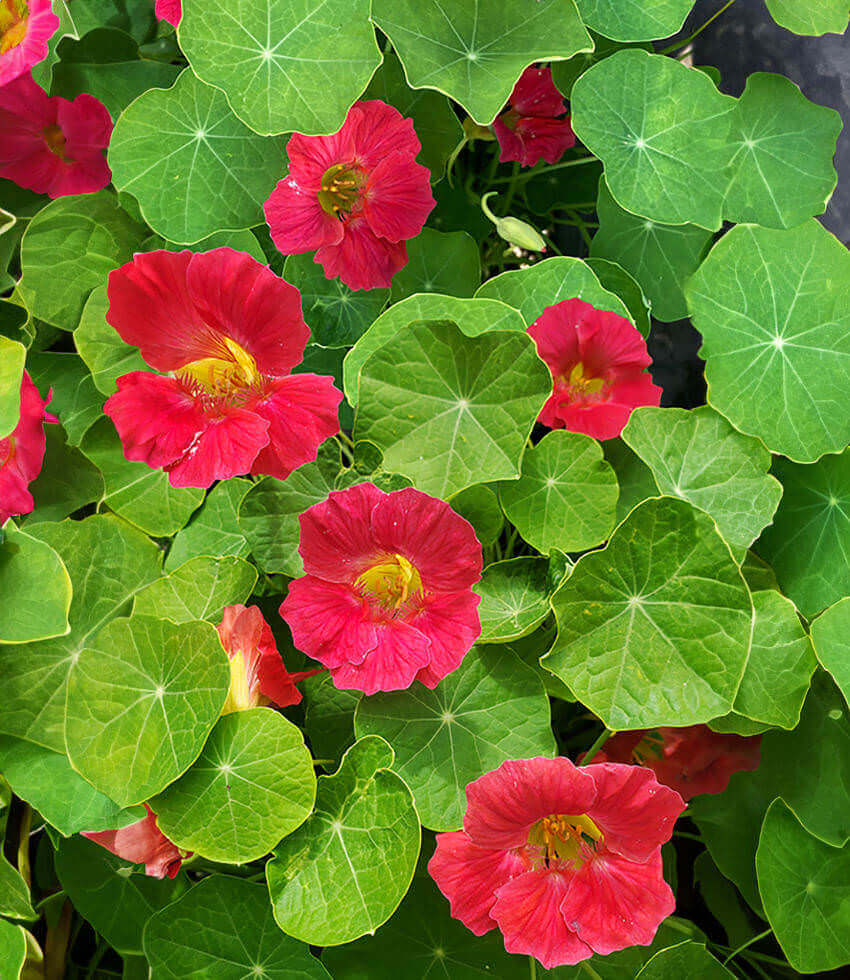 Nasturtium, Tip Top Rose