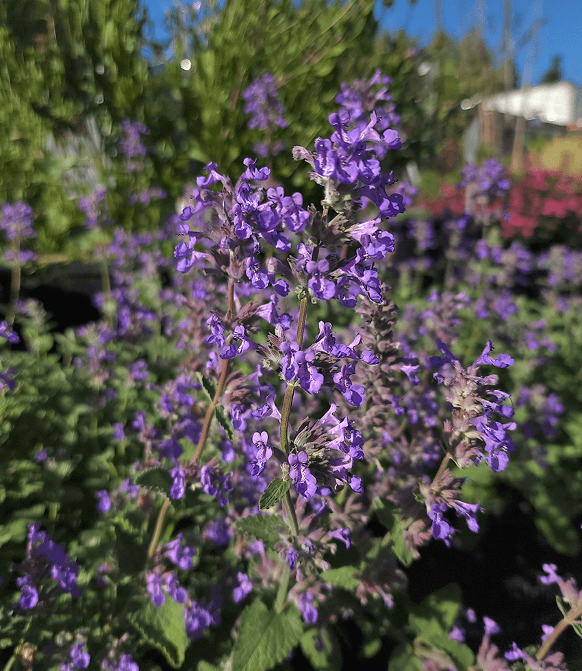 Nepeta mussinii, Catmint, Nepeta racemosa