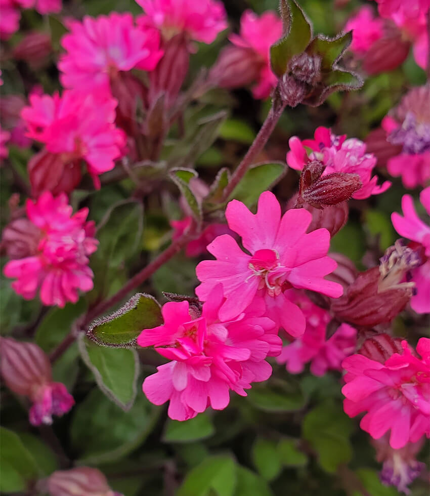 Silene pendula, Sibella Carmine, Catchfly, Campion