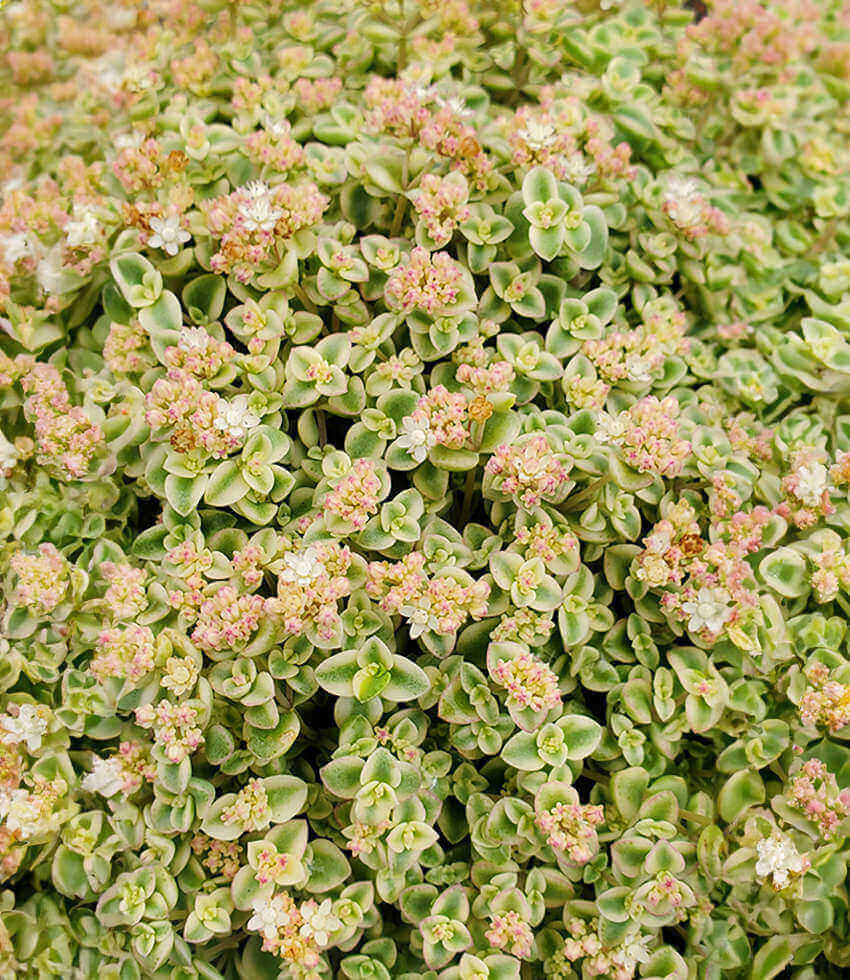 Sedum, Little Missy, Stonecrop
