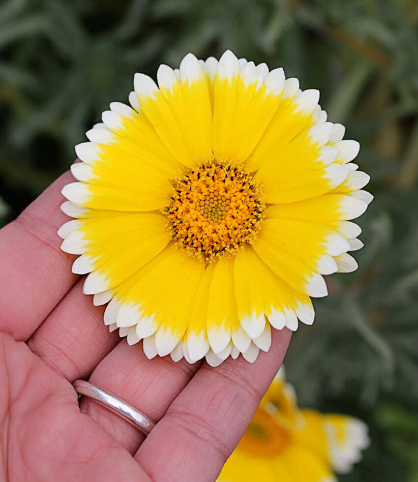 Layia platyglossa, Tidy Tips