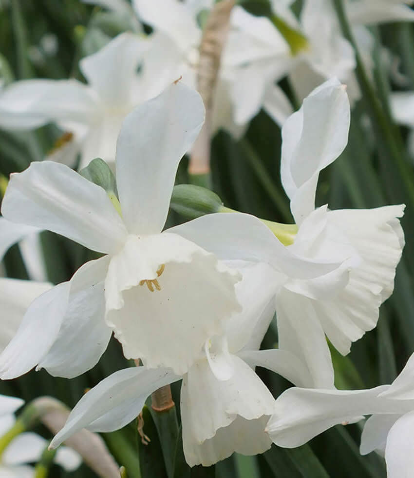 Narcissus Bagged Bulbs (10/bag), THALIA