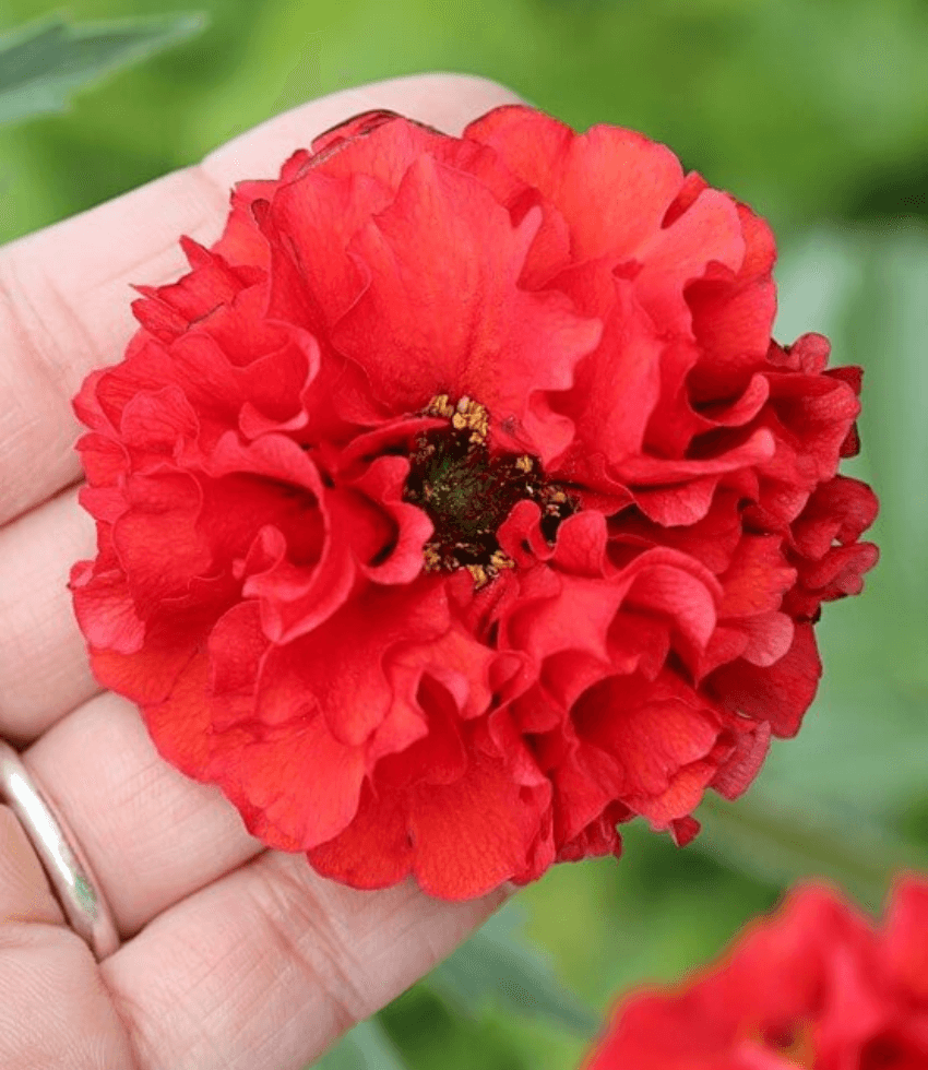 Geum chiloense, Red Dragon, Avens
