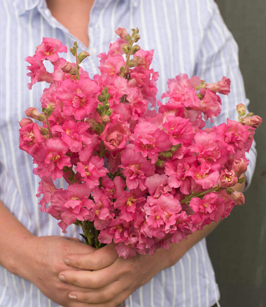 Antirrhinum majus , Double Azalea Rose, Snapdragon