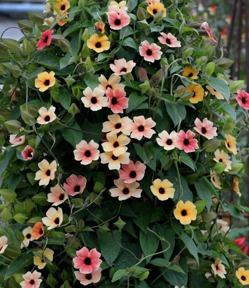 Thunbergia alata, African Sunset