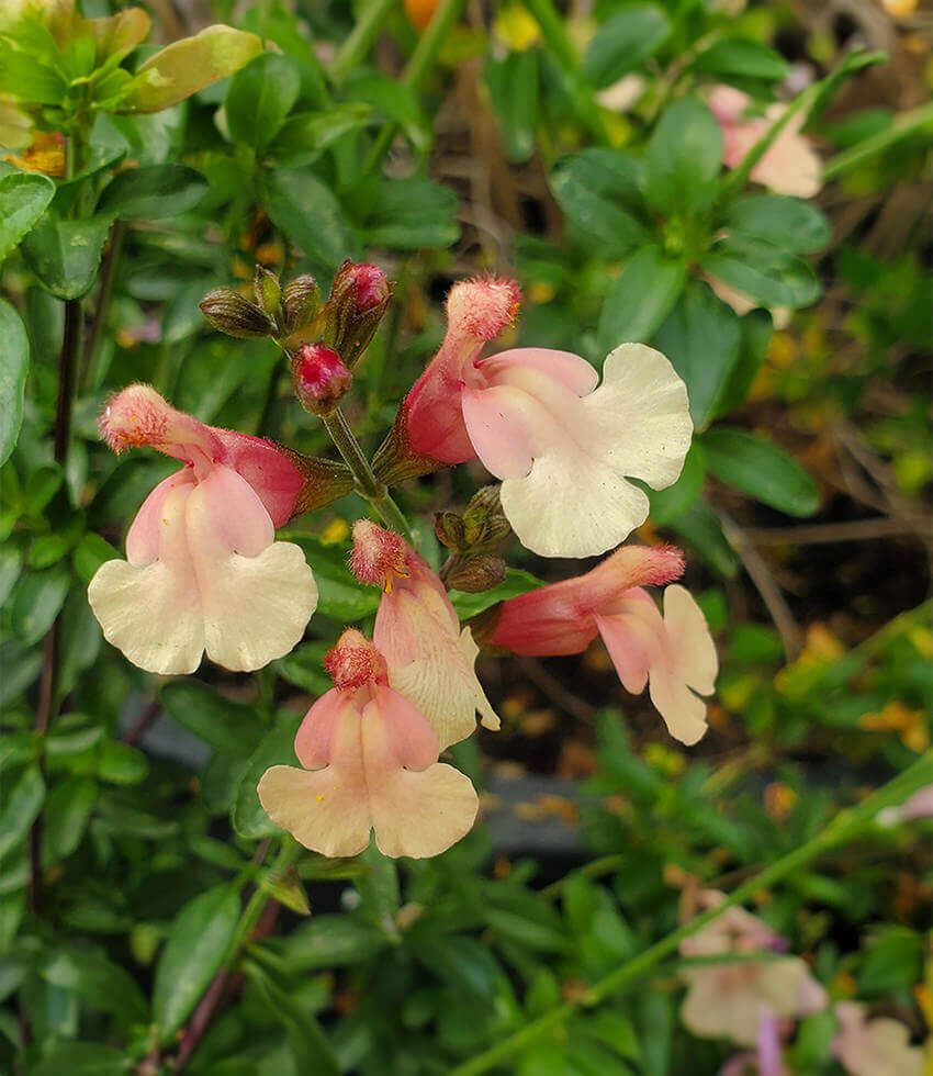Salvia x jamensis, Sierra San Antonio, Sage
