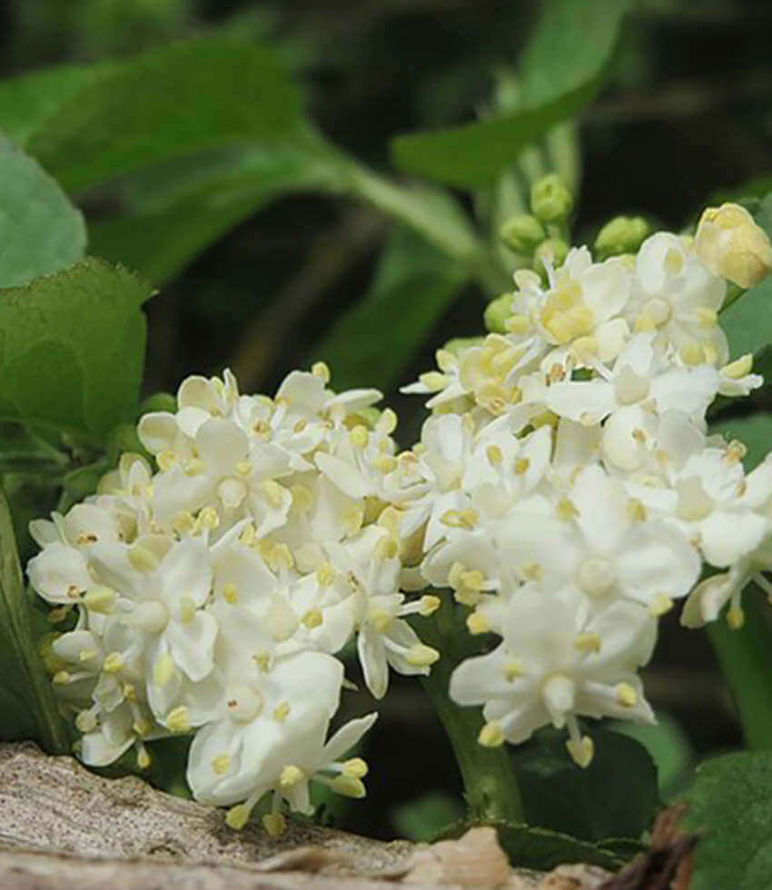 Sambucus nigra, Korsor, Black Elderberry, Elder