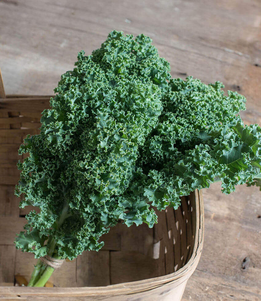 Kale, Darkibor
