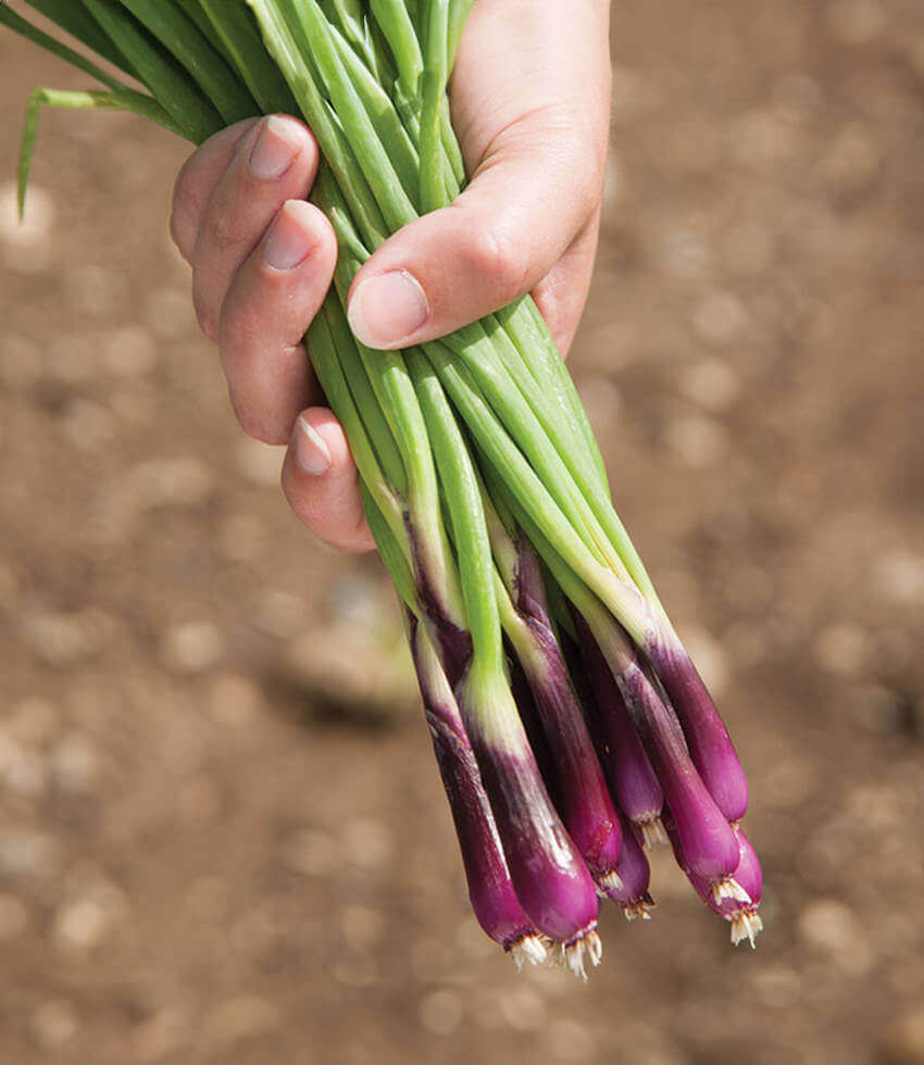 Onion, Deep Purple