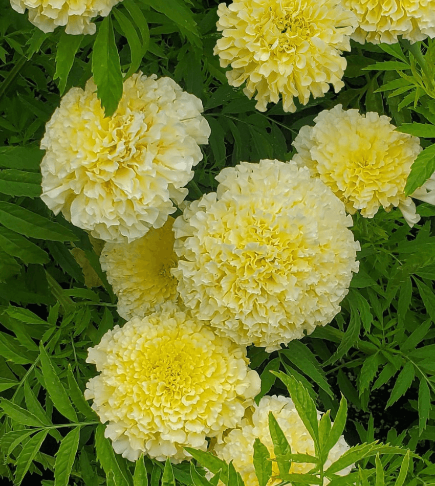 Marigold, White Swan