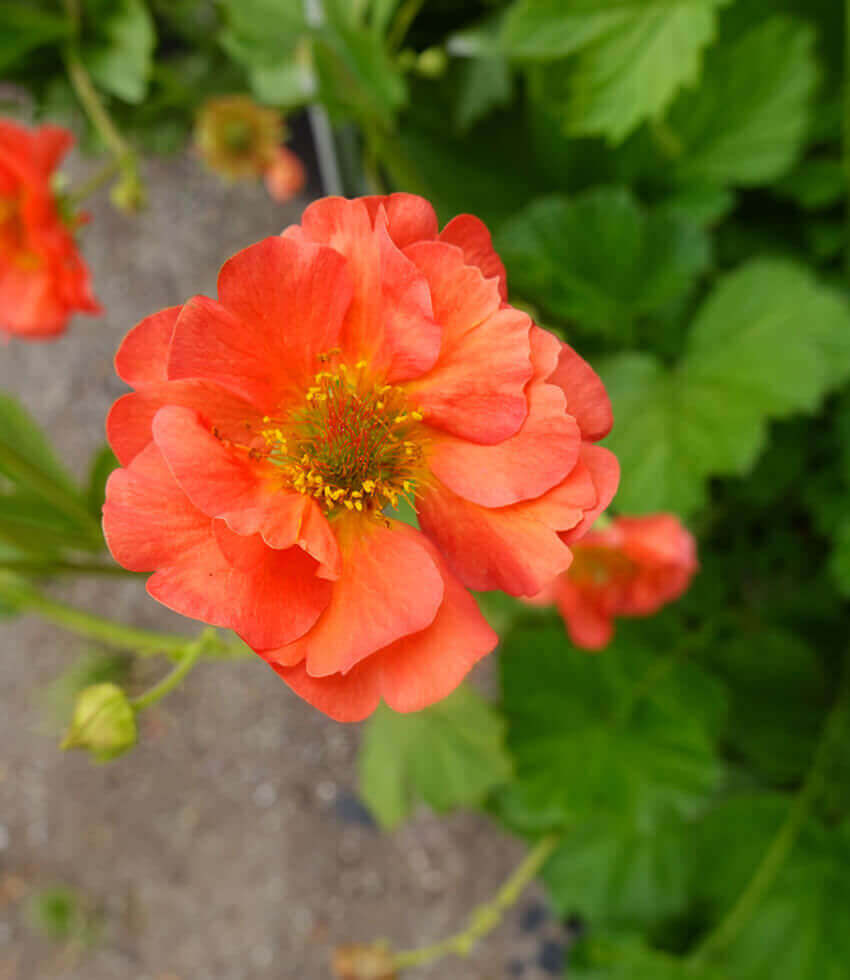 Geum, Coral Tempest, Avens