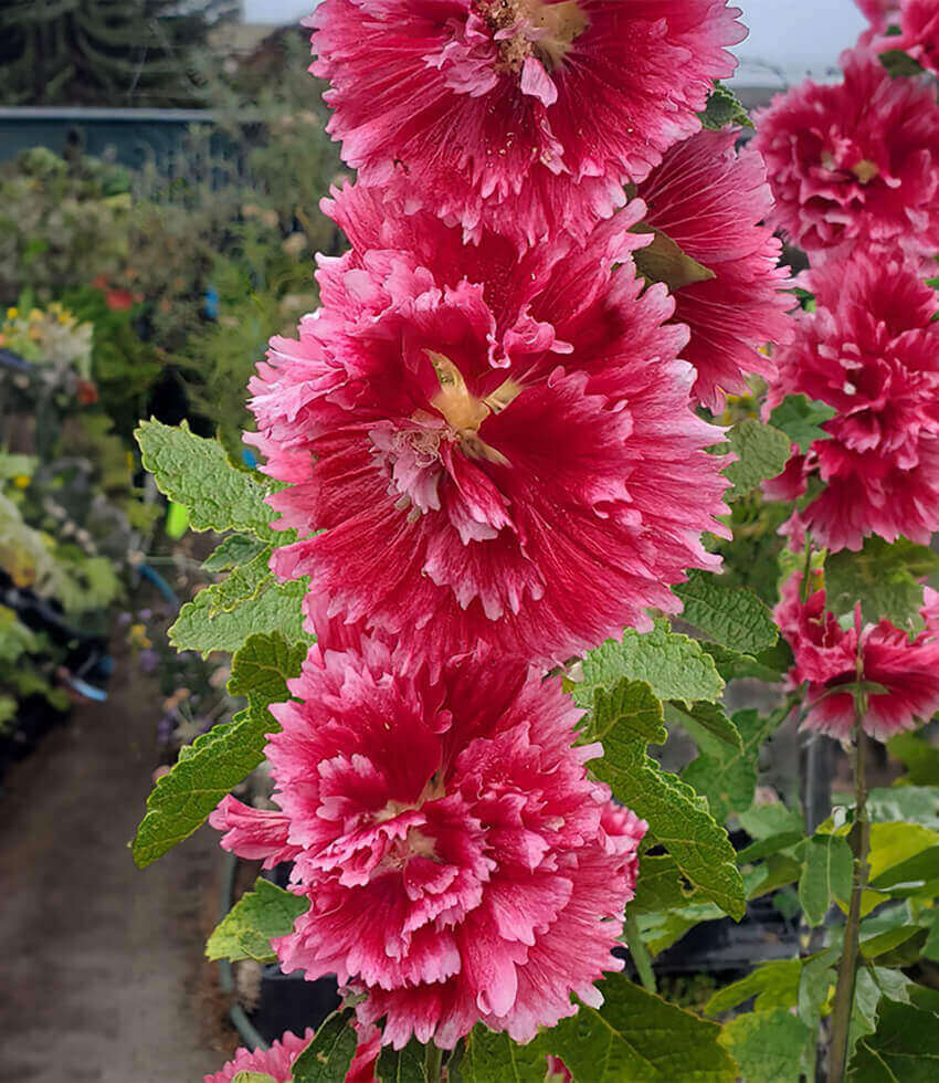 Hollyhock, Fiesta Time, Alcea Rosea
