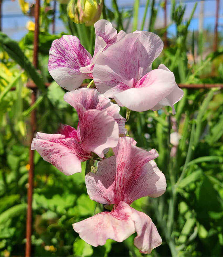 Lathyrus odoratus, Streamers Chocolate, Sweet Pea