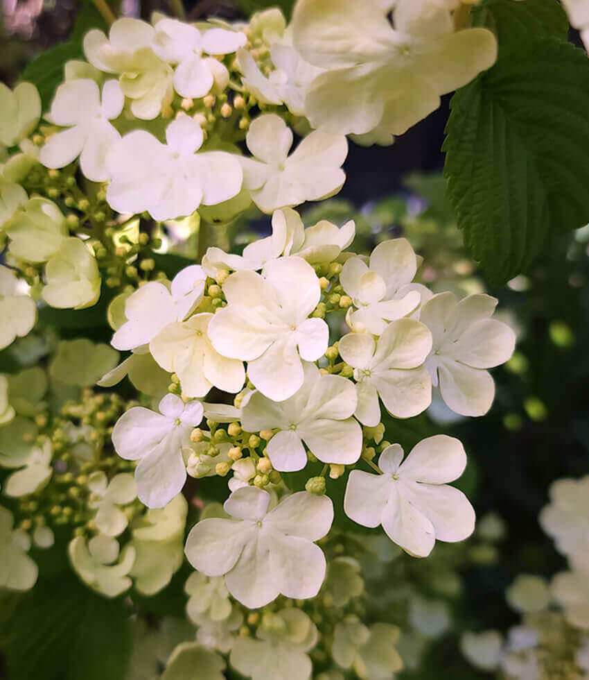 Viburnum plicatum f tomentosum, Shasta, Doublefile Viburnum