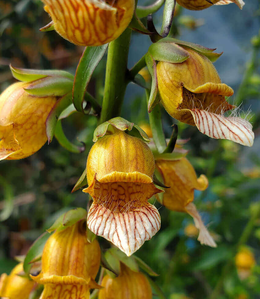 Digitalis laevigata, Giraffe Foxglove