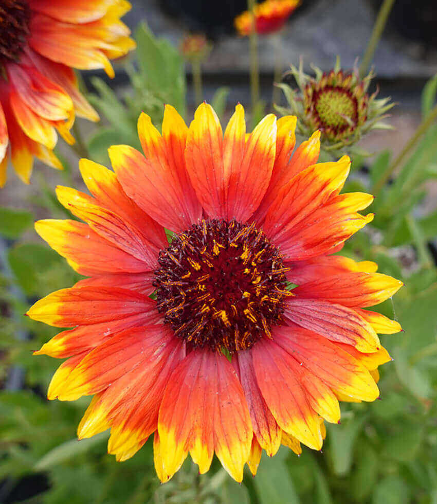 Gaillardia aristata, Bremen, Blanket Flower