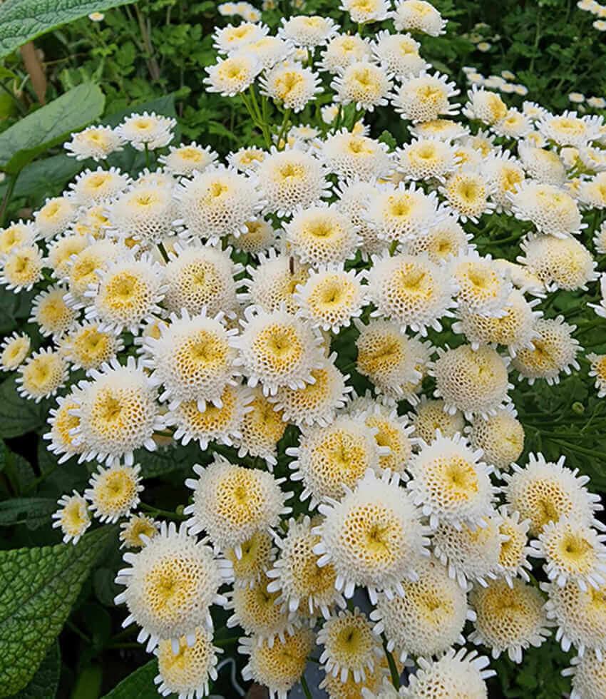 Tanacetum parthenium, Selma Star, Feverfew