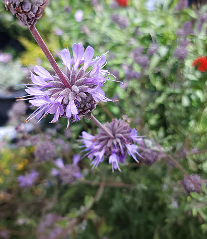 Salvia, Allen Chickering, Sage