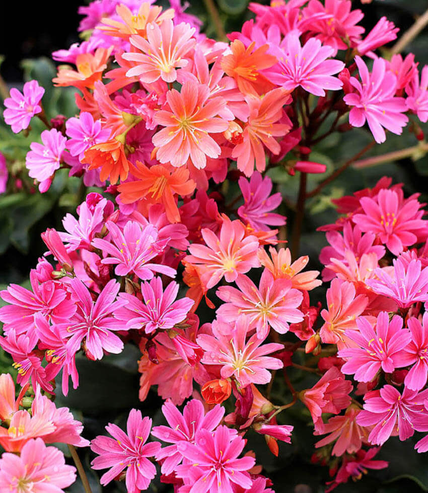 Lewisia cotyledon, Sunset Strain, Cliff Maids, Siskiyou Lewisia