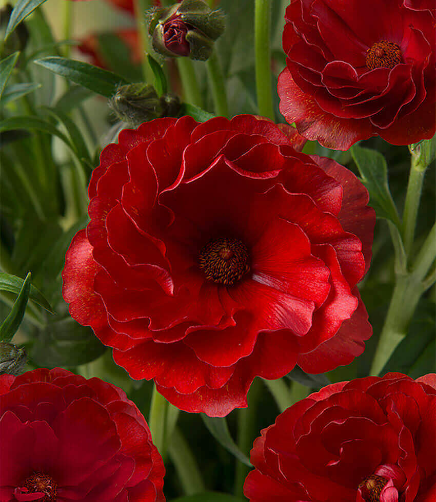 RANUNCULUS Bagged Bulbs (5/Bag), Butterfly Hades, Persian Buttercup