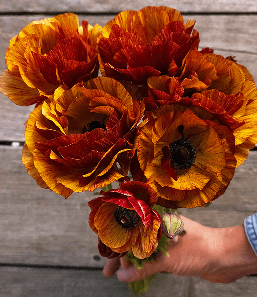 RANUNCULUS Bagged Bulbs (15/Bag), Tecolote Cafe, Persian Buttercup